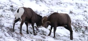 Le mouflon canadien au combat