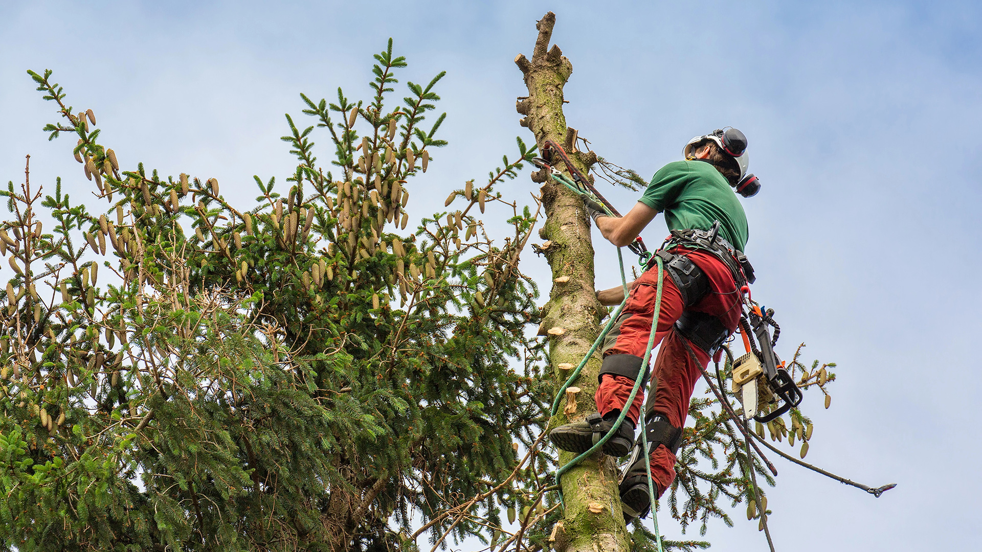 Arborist climbs at tree top with climbing rope up in sky