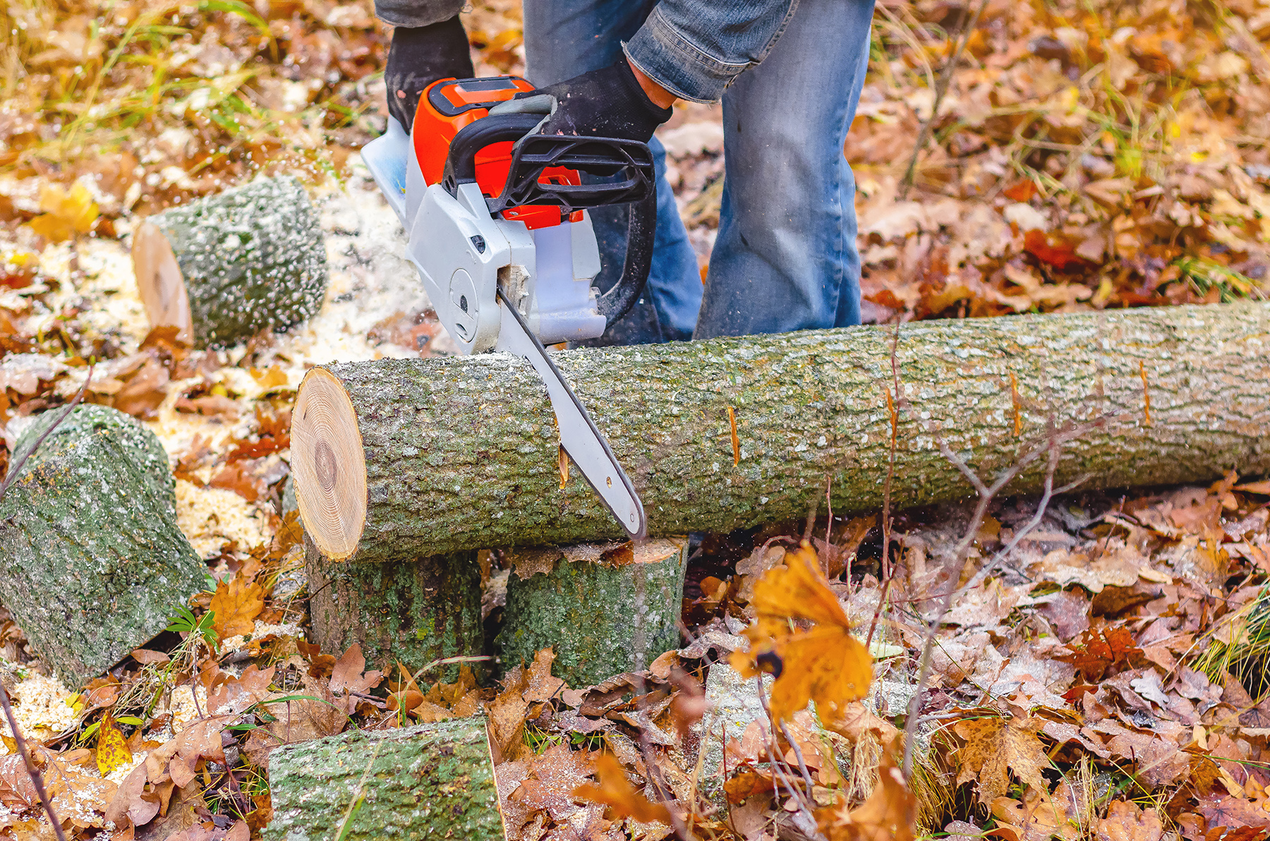 Professional Lumberjack Cutting Tree Trunk with Electric Chainsaw in Forest - Woodworking and Logging