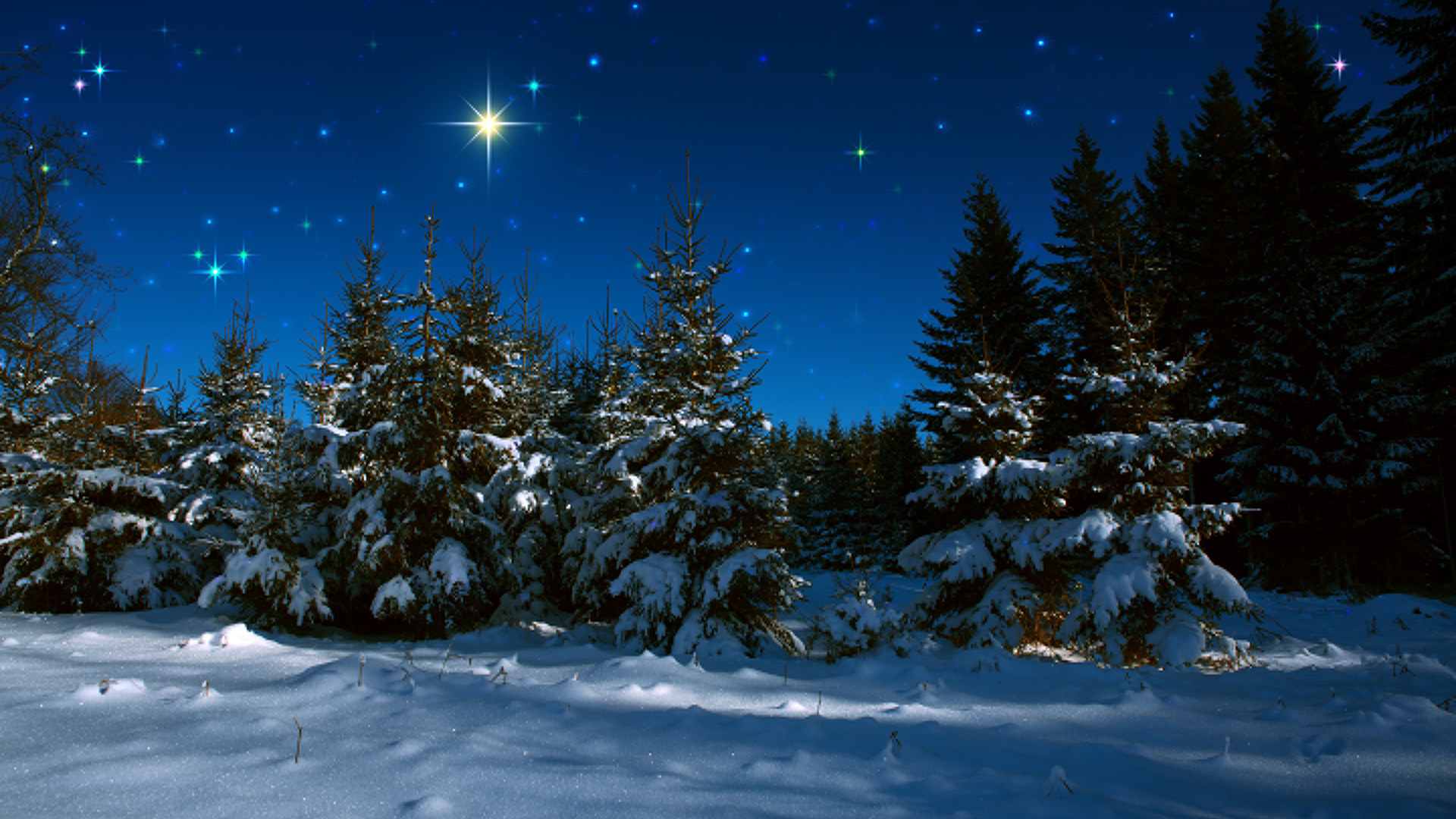 Winter forest with snow covered fir trees and stars sky .