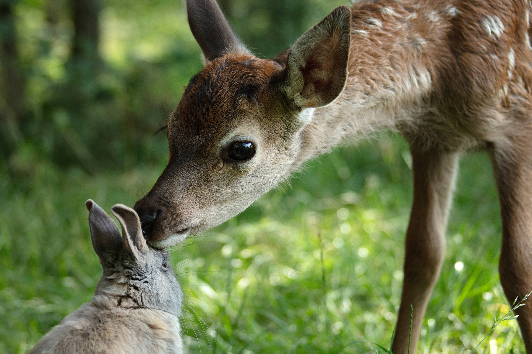 Bambi 2025 - Prunelle des yeux ®Eric TRAVERS