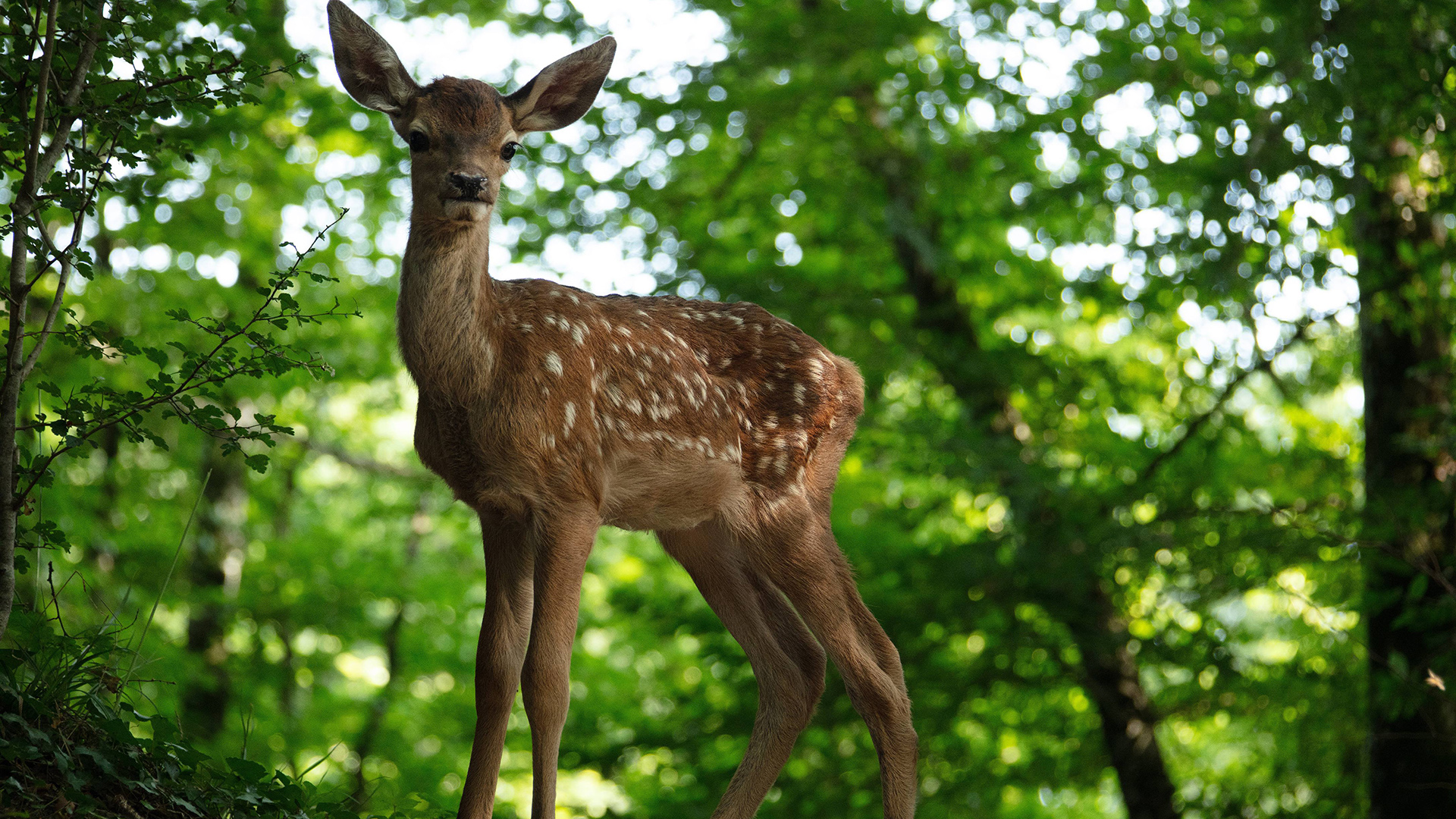 Bambi 2025 - Une