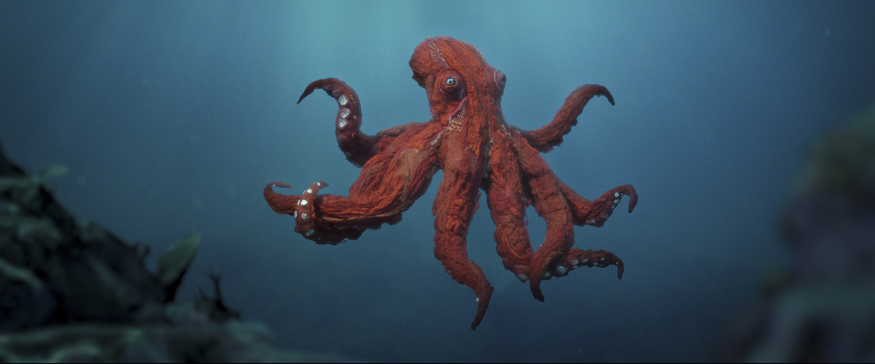 Octopus!