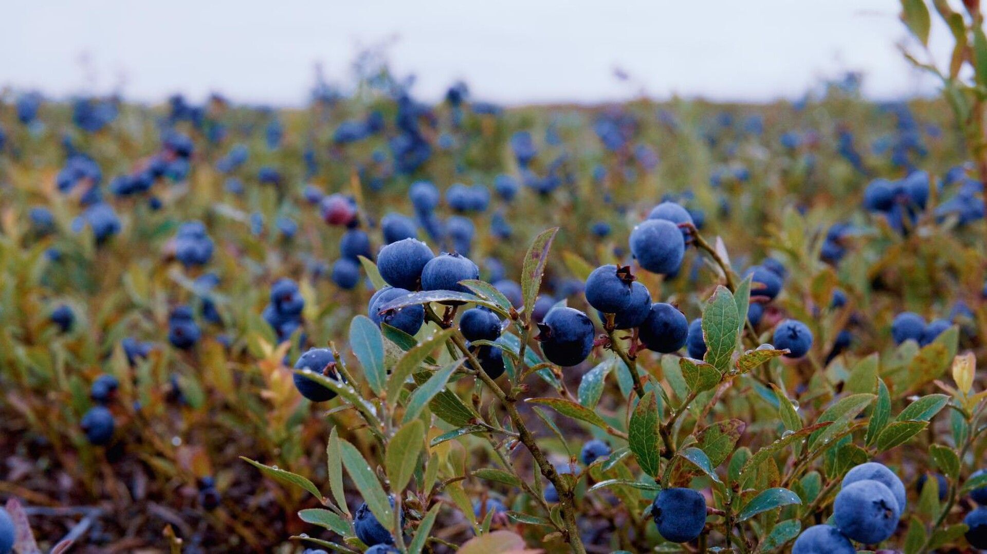 Les blues du bleuet