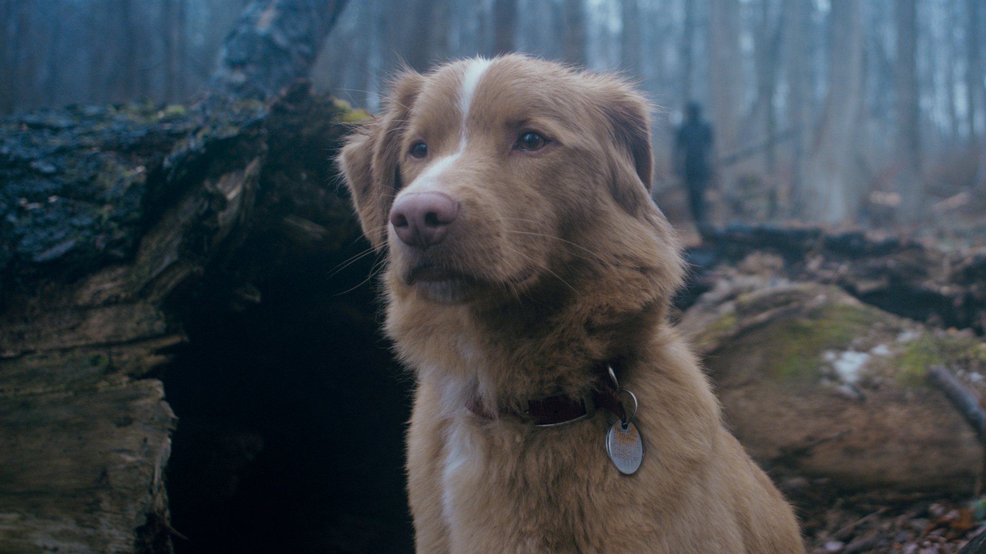 GOOD BOY - Une