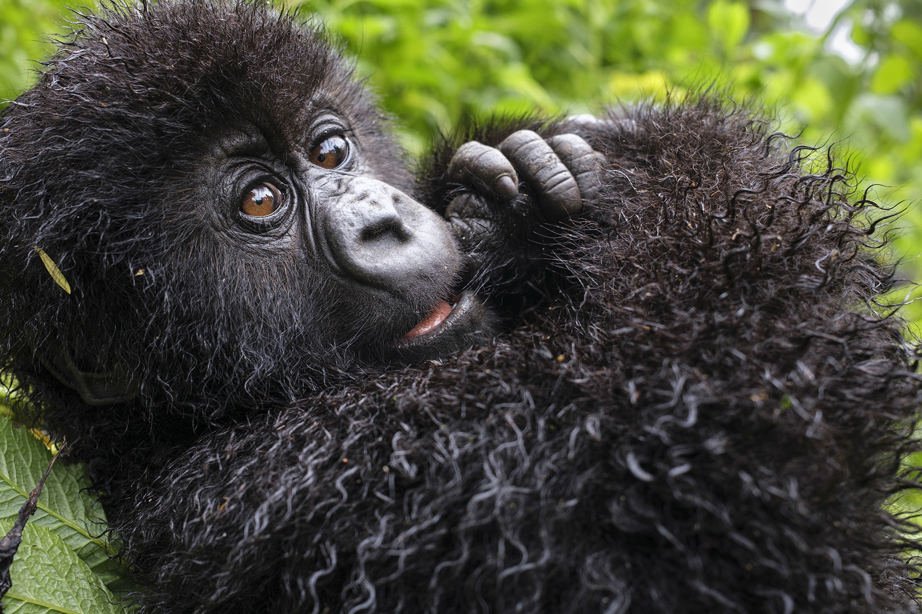 A Gorilla Story: Told by David Attenborough. Cr. Ben Cherry / Silverback Films / Netflix