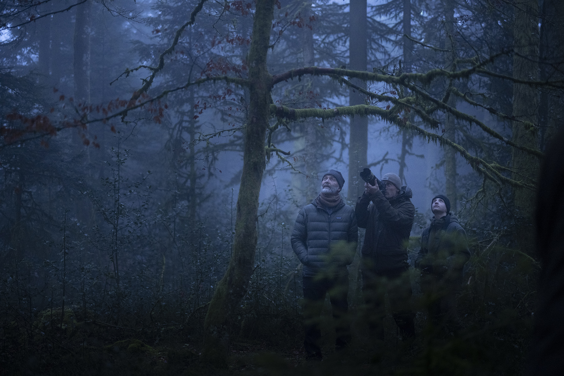 Le chant des forêts - La filiation - Vincent Munier