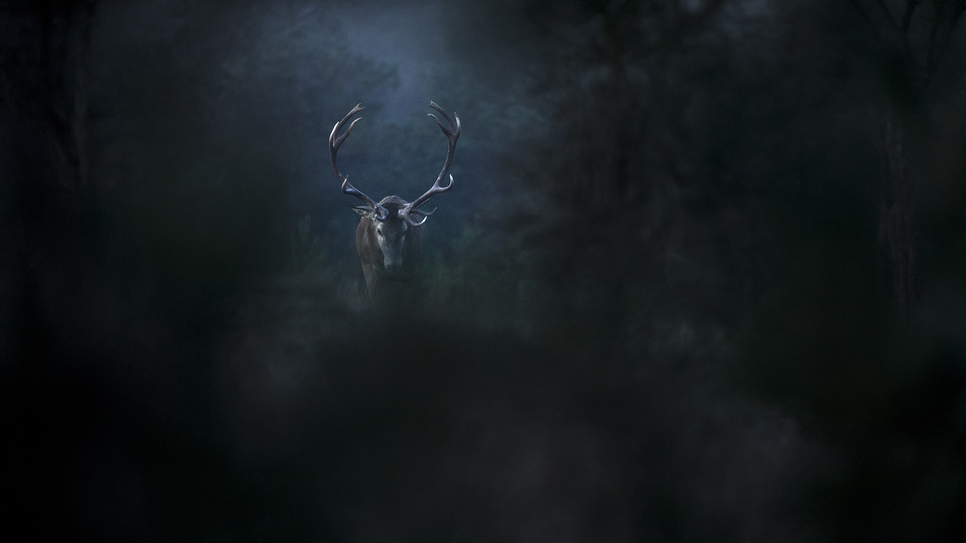 Le chant des forêts - Une