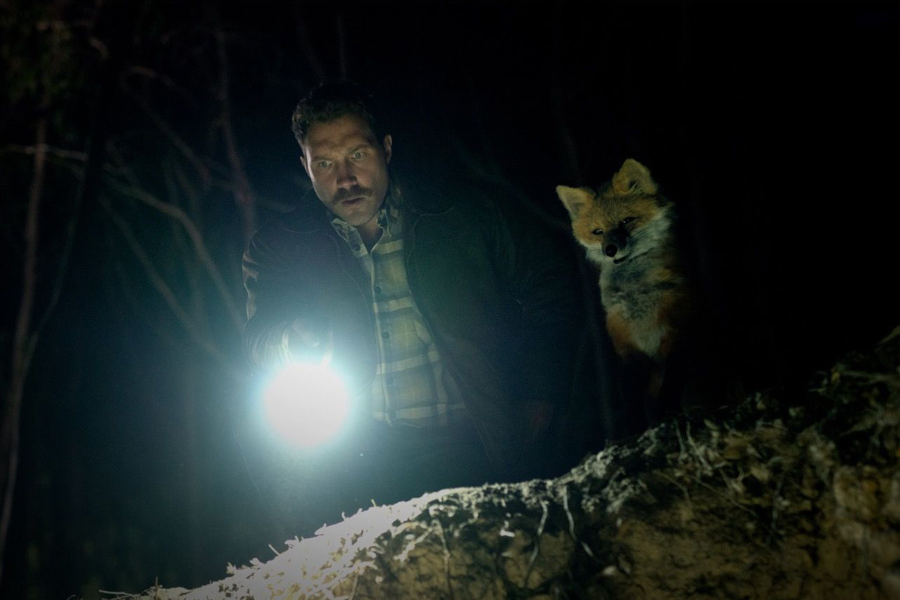 The fox